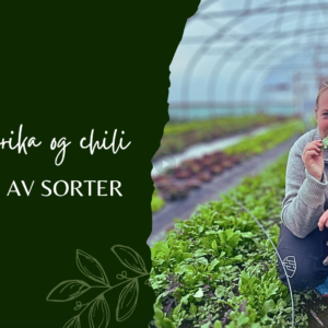 Forkultivering av paprika og chili