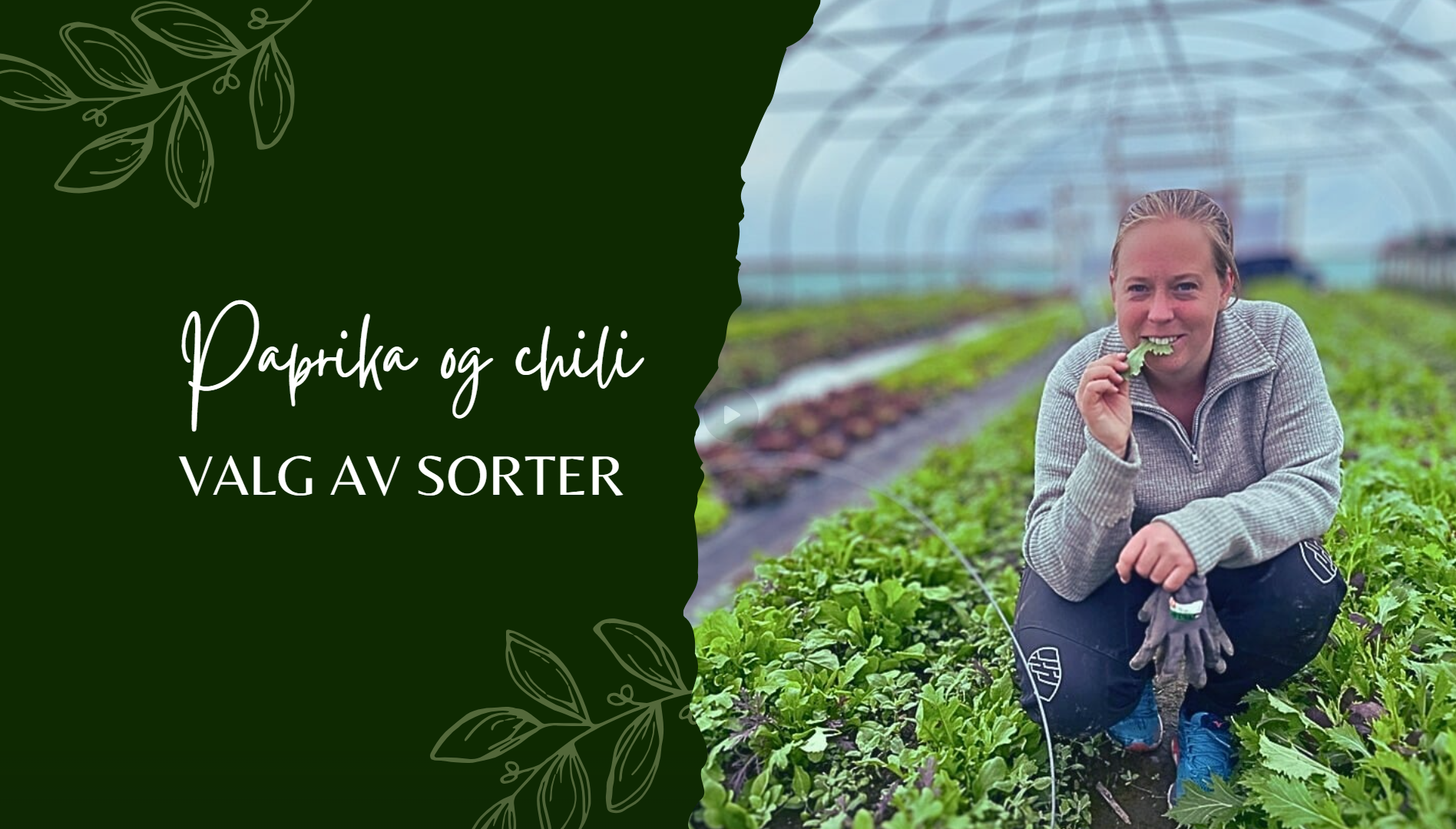 Forkultivering av paprika og chili